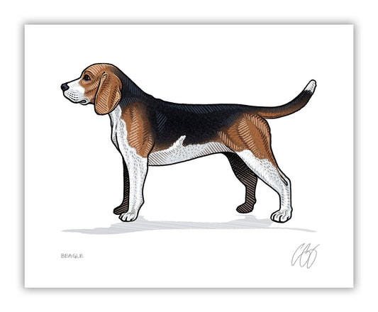 Beagle Print