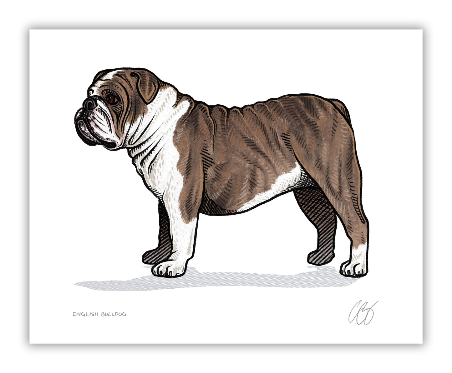 English Bulldog Prints