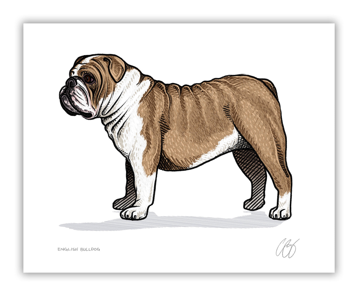 English Bulldog Prints