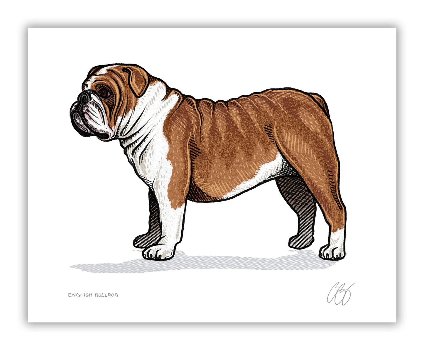 English Bulldog Prints