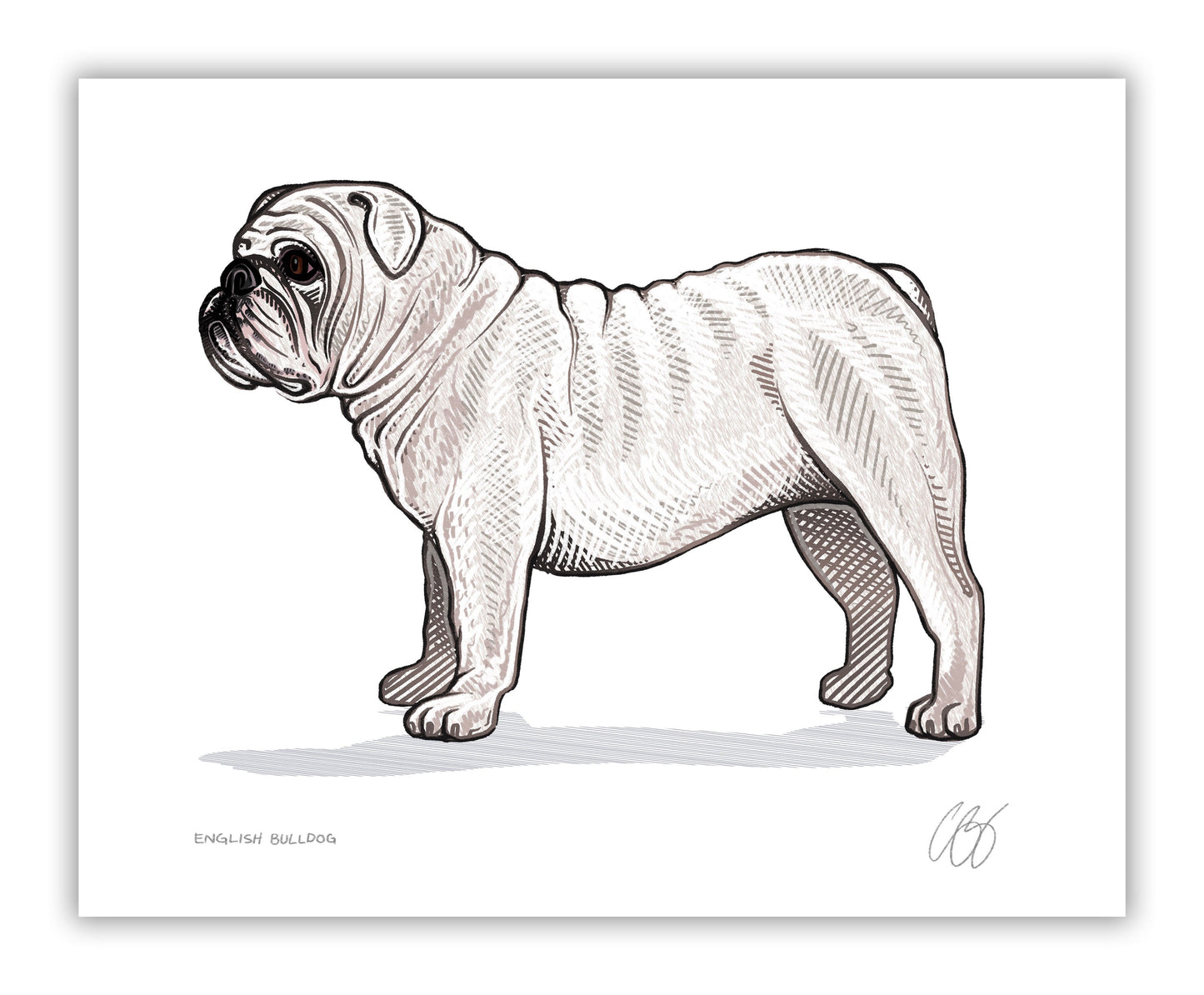 English Bulldog Prints