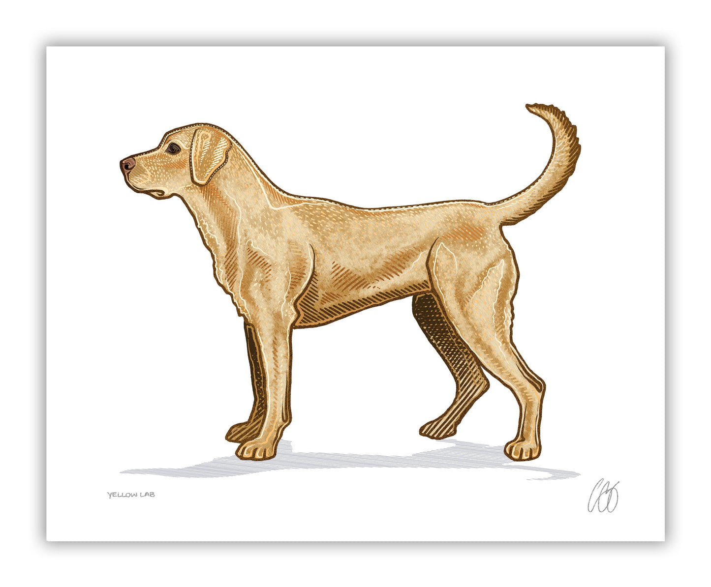 Labrador Retriever Prints