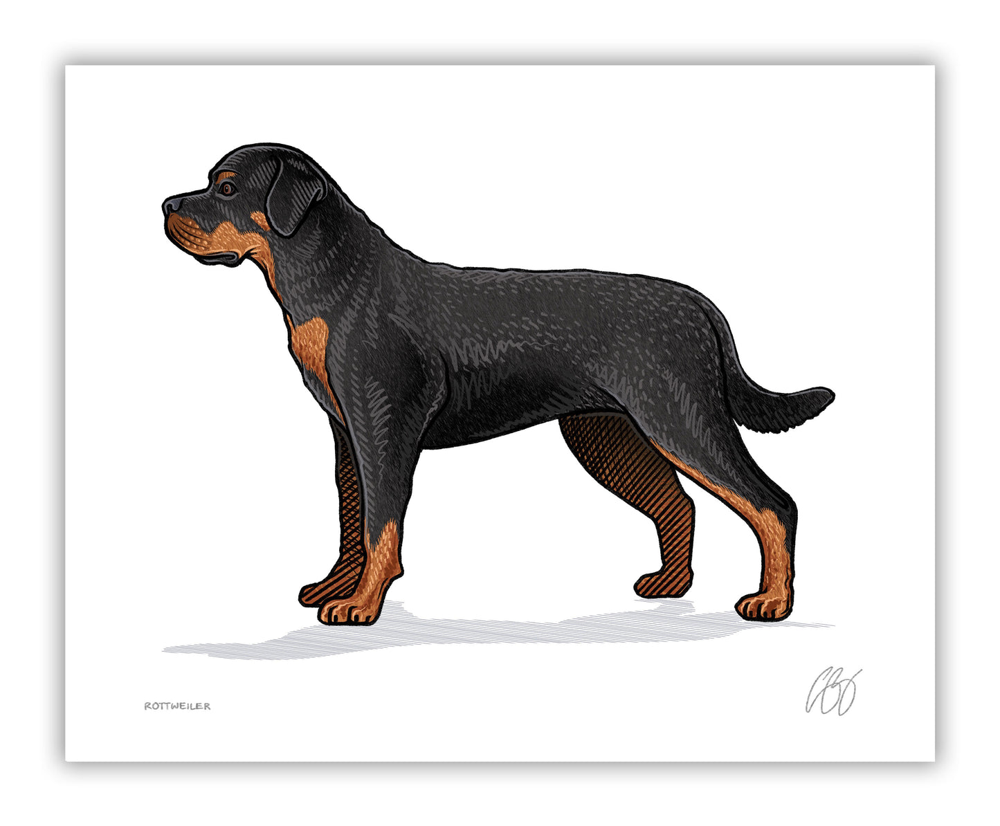 Rottweiler Print